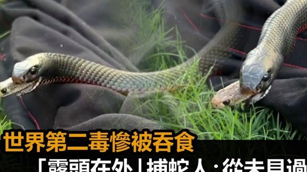 孪斑响尾蛇出没圣克拉拉基地