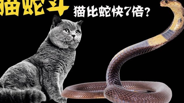 瑞士队世界杯训练营周围有蛇出没，当地共有四种有毒响尾蛇