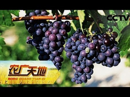 绝杀！葡萄牙淘汰克罗地亚，C罗创纪录