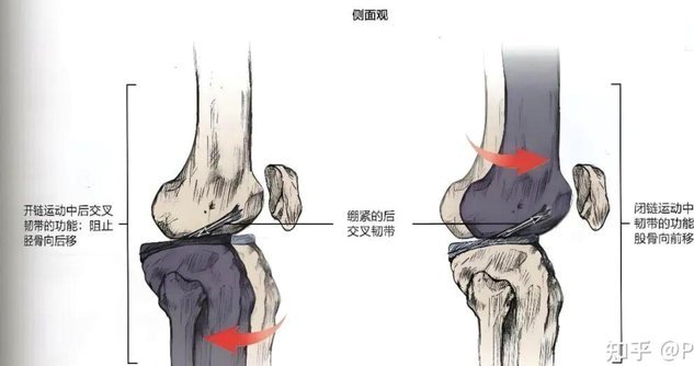 陕西联合官方：唐天翼右侧后交叉韧带断裂，伤停10-12个月
